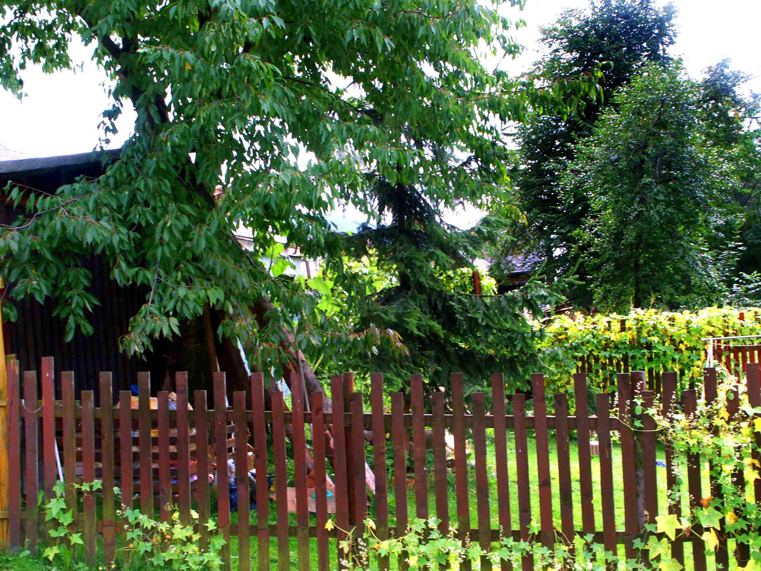 pole.jpg (333750 bytes)